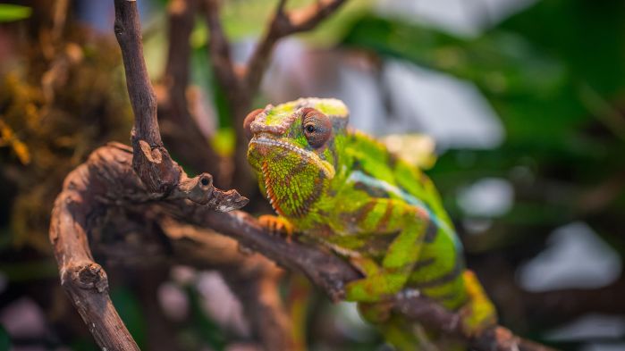 Leguan auf einem Ast welcher für Software SANsymphony steht