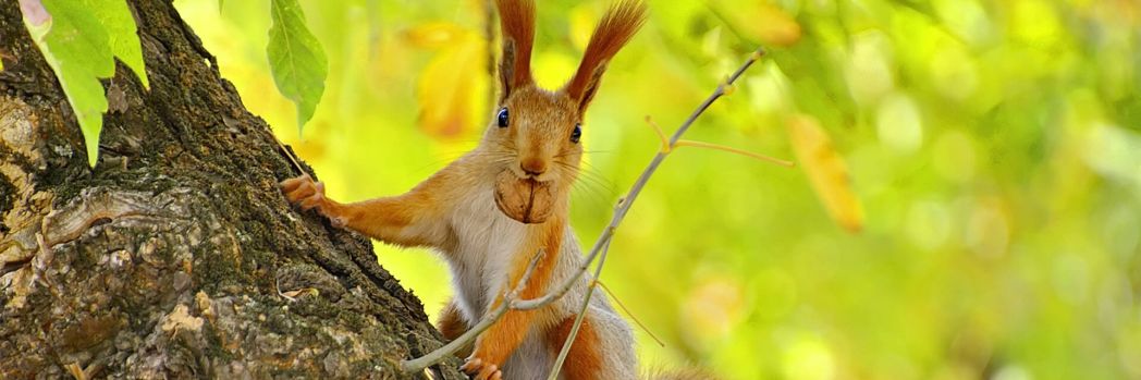 Squirrel with nut in mouth, which is supposed to stand for preventive measures with business continuity management
