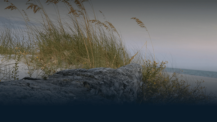 Vor dem Meer liegt eine Sanddüne mit einem Holzstamm um den Schilf wächst.