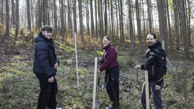 Drei Personen befinden sich im Wald und pflanzen einen Baum.