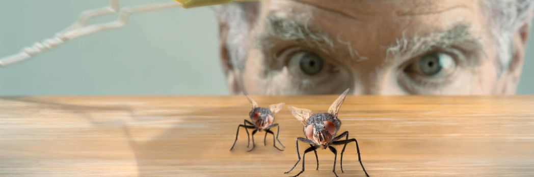 Two flies which stand for the central advantages of It outsourcing.