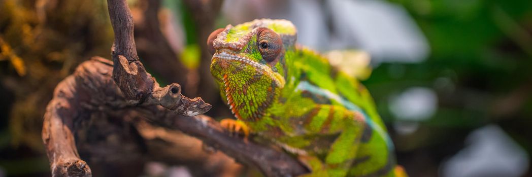 Leguan auf einem Ast welcher für Software SANsymphony steht