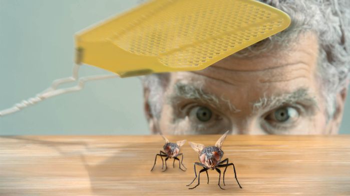 Zwei Fliegen welche für die zentralen Vorteile des It-Outsourcings stehen.