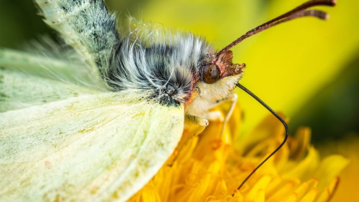 Raupe verwandelt sich in Schmetterling, was für Datenkonvertierung steht.