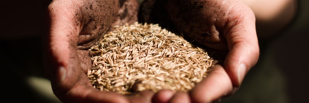 Hände halten Getreide während Qualität der Ernte geprüft wird.