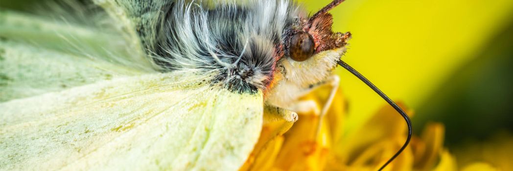 Raupe verwandelt sich in Schmetterling, was für Datenkonvertierung steht.