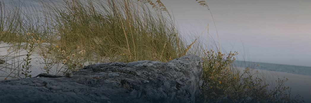 Vor dem Meer liegt eine Sanddüne mit einem Holzstamm um den Schilf wächst.